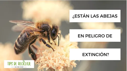 Las abejas están en peligro de extinción.