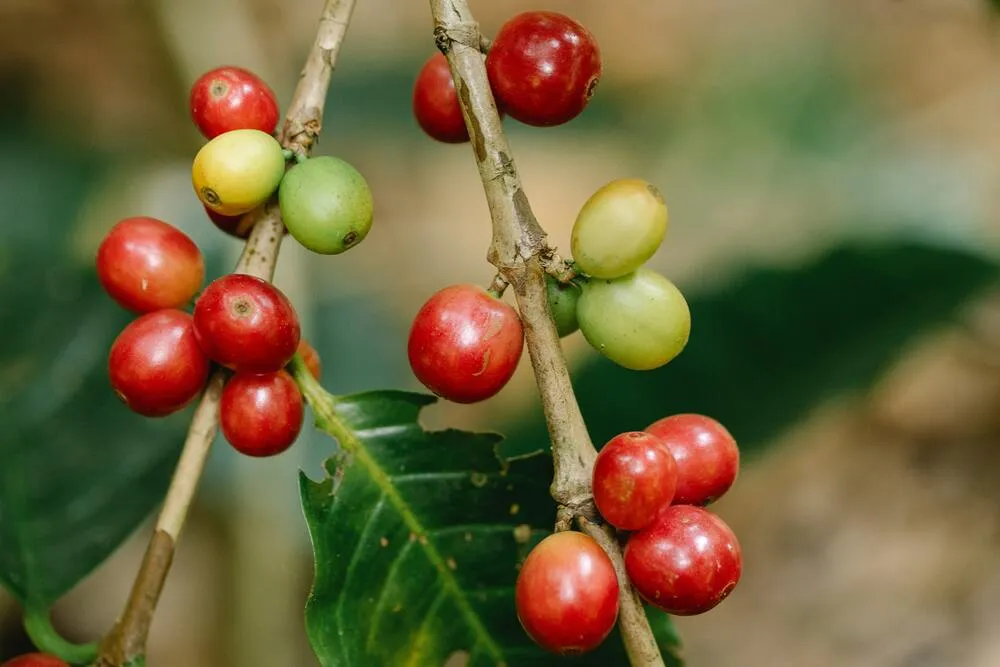 Los árboles aportan frutos para alimentarnos.