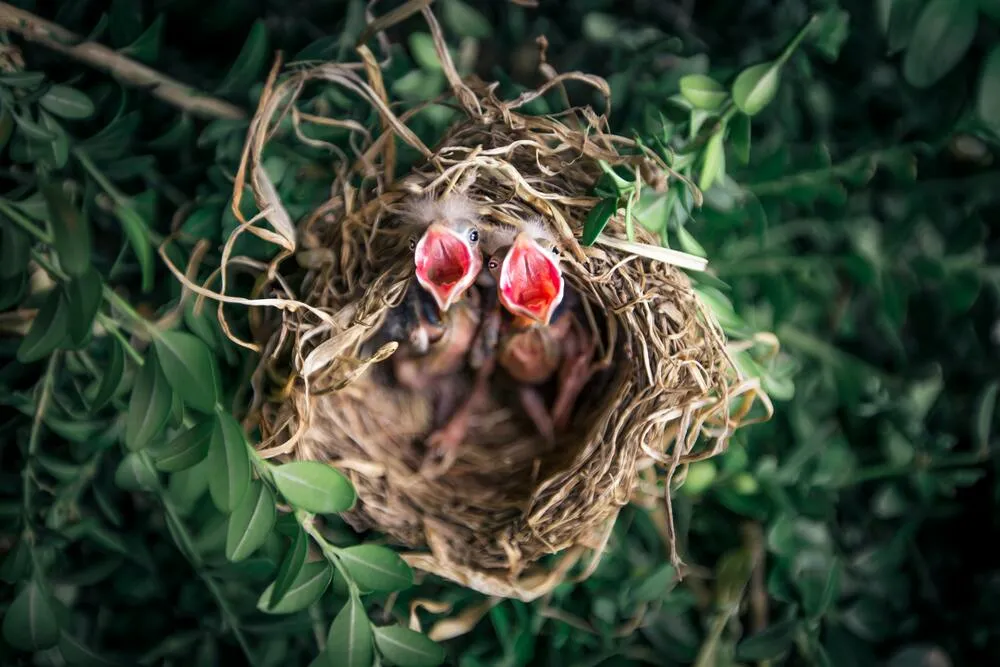Nido de pájaros con pichones en un árbol.
