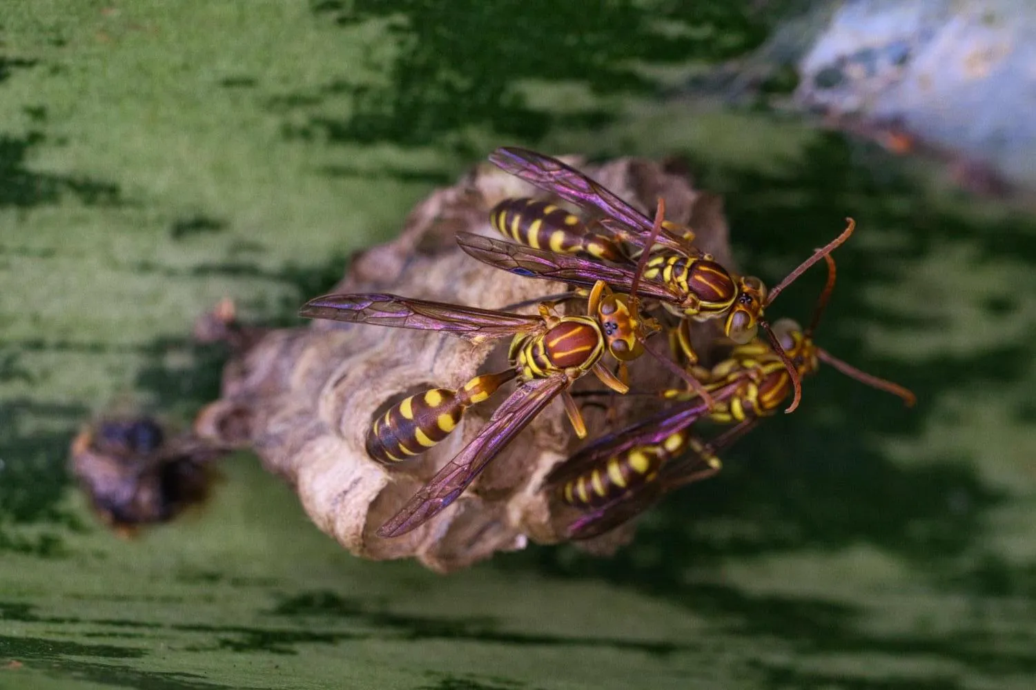 Las avispas son grandes depredadoras de las abejas.