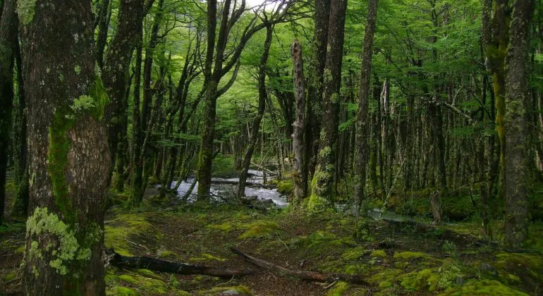 La protección y reforestación de los bosques es una de las principales acciones para detener el cambio climático.