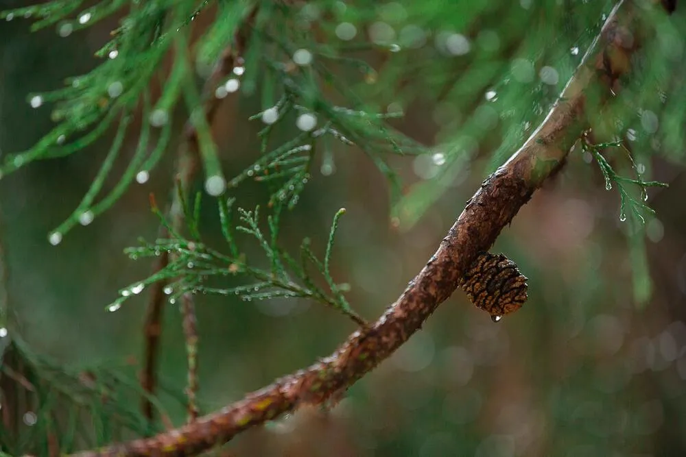 Árbol mojado con las gotas de lluvia.