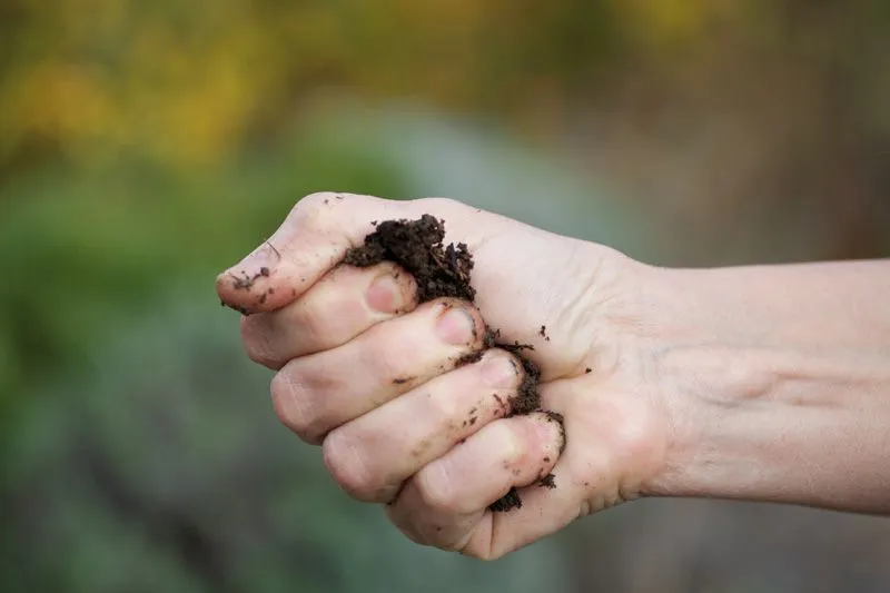 Humedad del compost