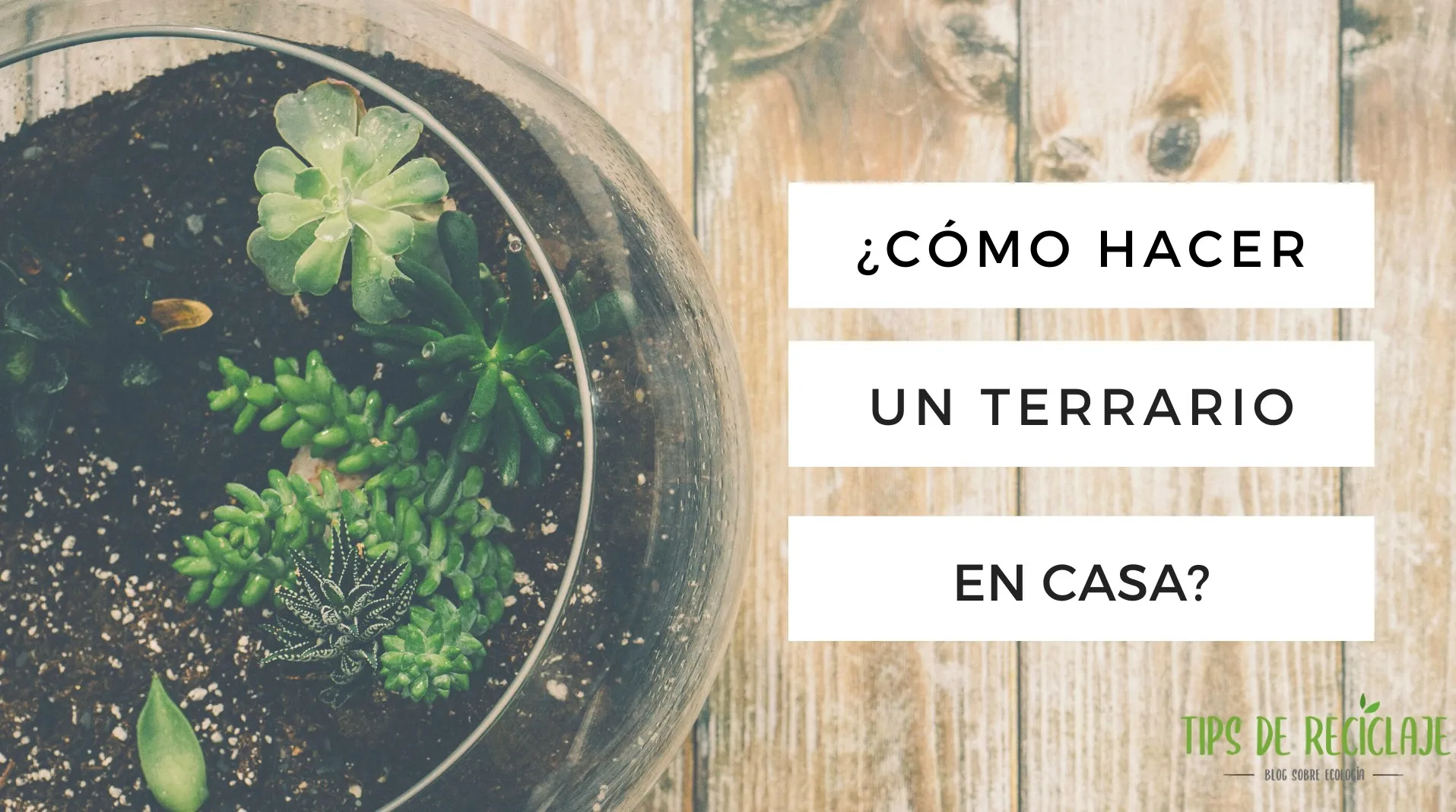 Aprende a hacer un terrario en casa