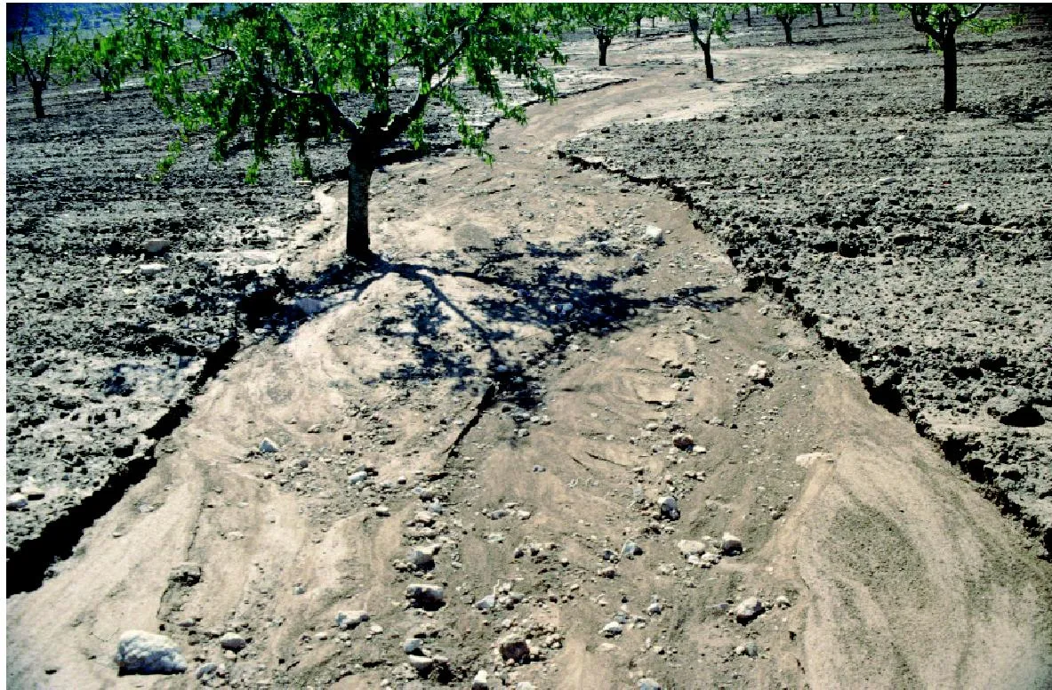 La presencia de árboles disminuye la erosión hídrica del suelo.