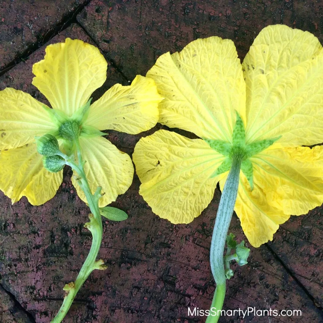 Diferencias entre la flor masculina y la flor femenina de luffa