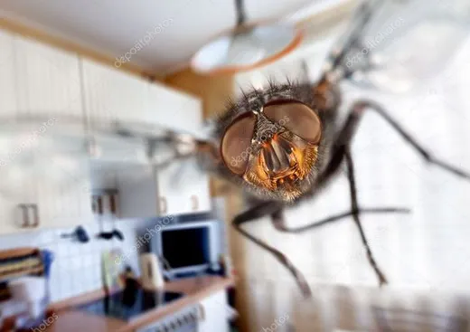 ¿Cómo ahuyentar mosquitas de la cocina?