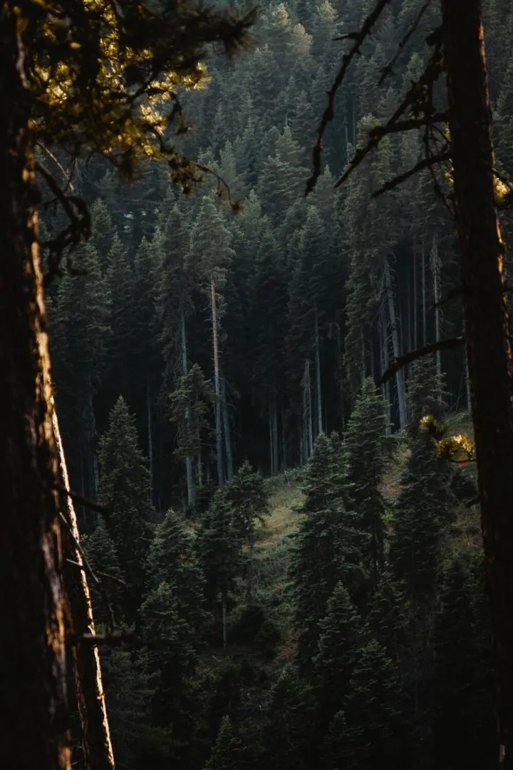 La reforestación de bosques previene la aparición de catástrofes naturales.