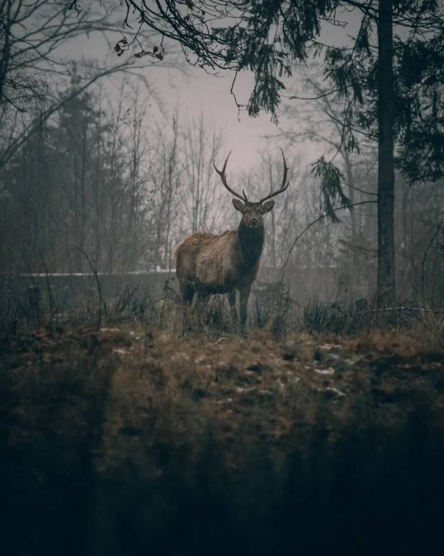Los bosques son el hogar de diferentes especies de animales.