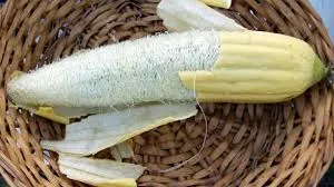 Citoesqueleto fibros de luffa madura
