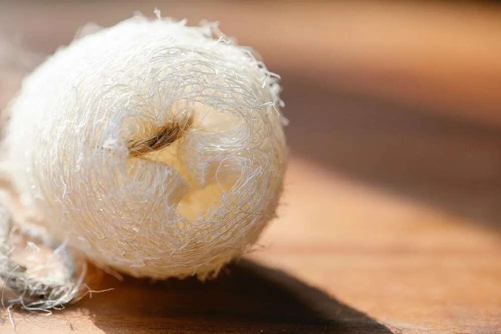 Esponja vegetal ecológica, natural y compostable