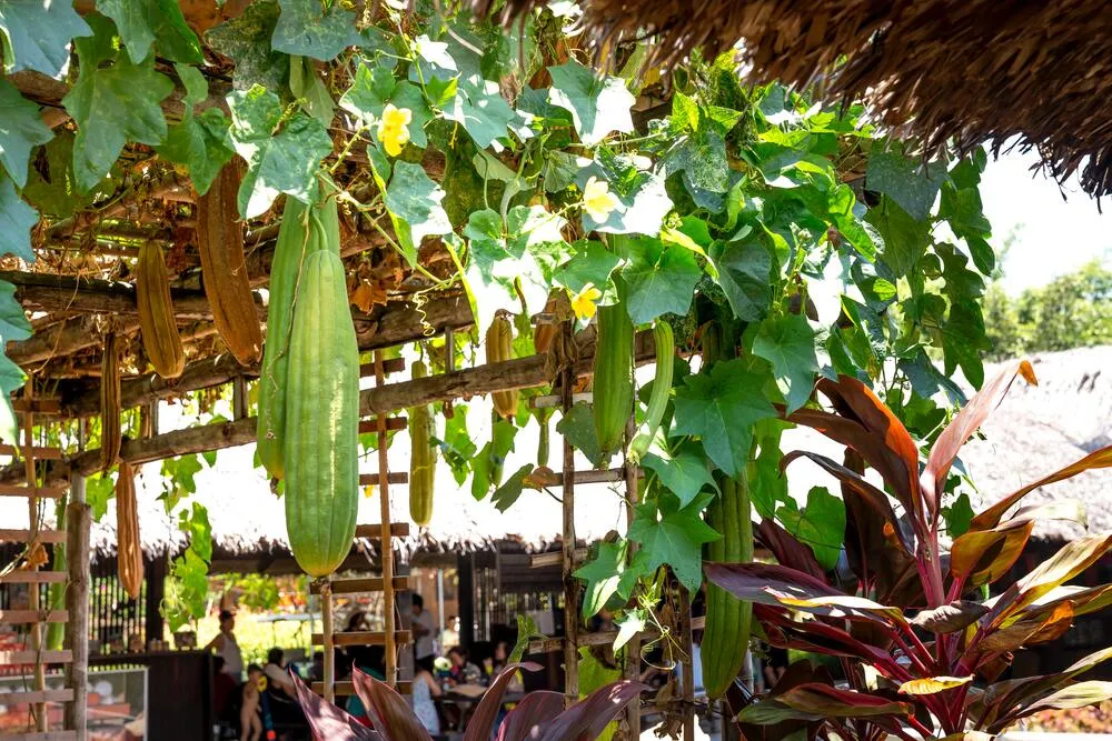 La planta Luffa, con su tupido follaje, sirve para embellecer tu jardín
