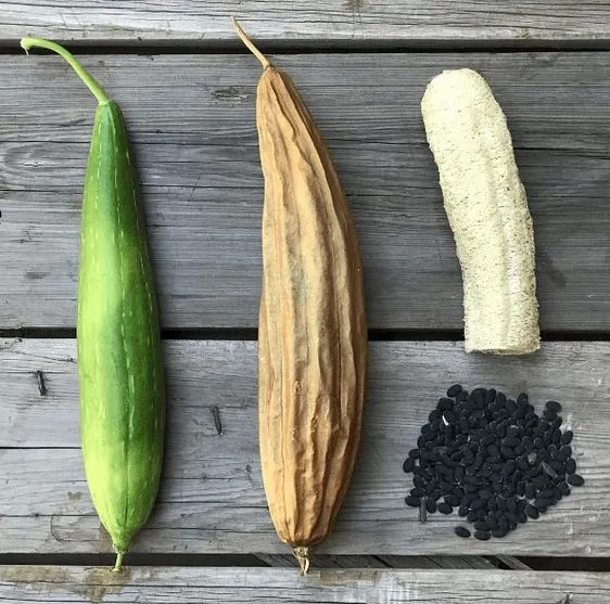 Esponjas vegetales en diferentes estados de maduración y semillas de luffa