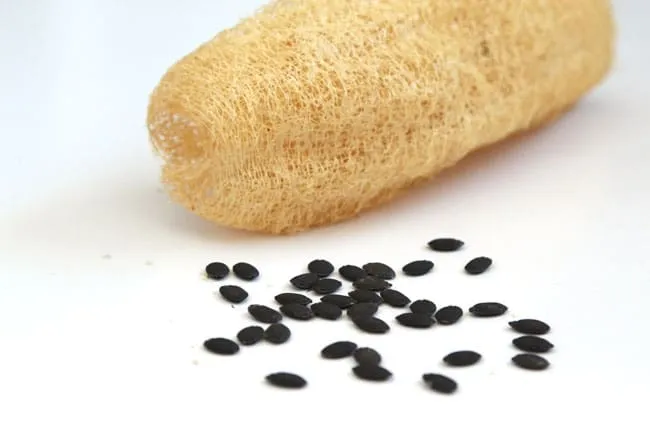 Esponja vegetal y semillas de luffa