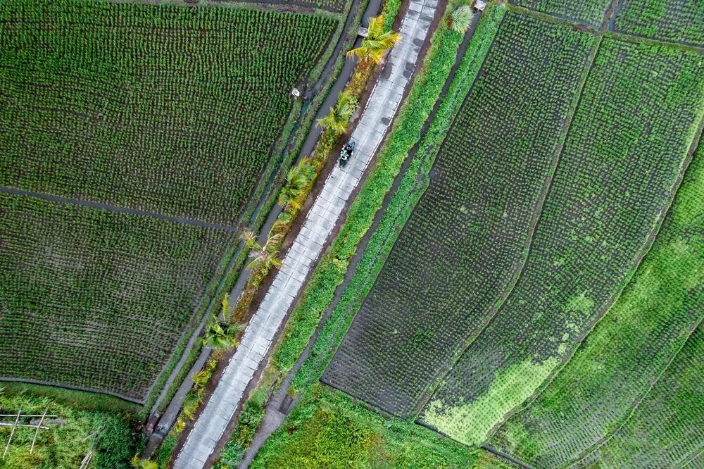 Cómo impacta la agronomía industrial en la eliminación de las abejas.