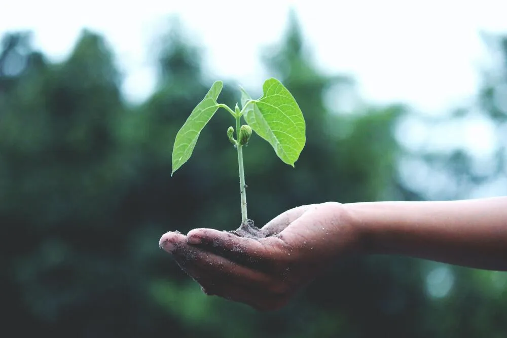 Persona sosteniendo un árbol pequeño en su mano