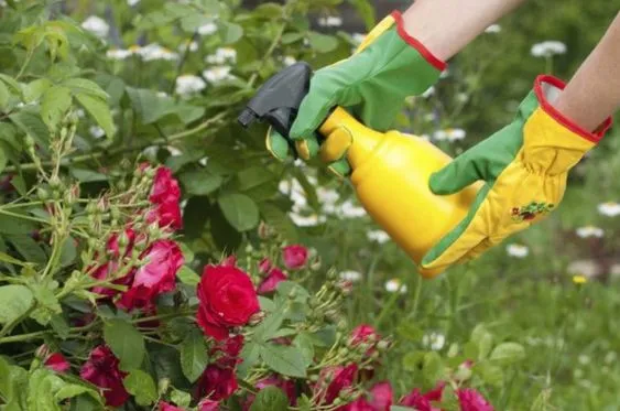 Pulveriza tus plantas con té de compost