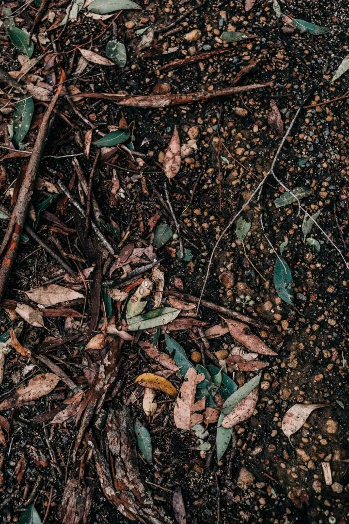 La reforestación previene y revierte la erosión de los suelos.