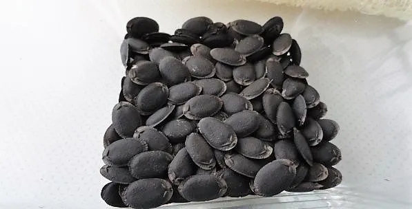Semillas de luffa o esponja vegetal
