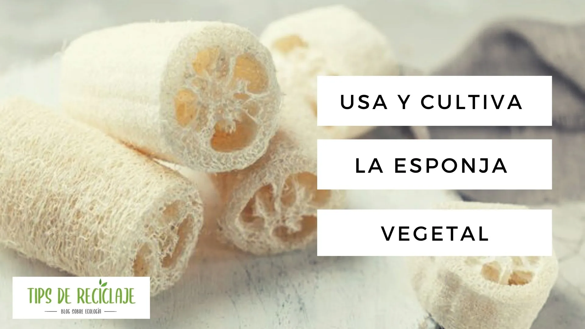 Usa y cultiva la esponja vegetal ecológica