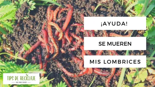 ¡Ayuda! Se mueren mis lombrices en el compostador
