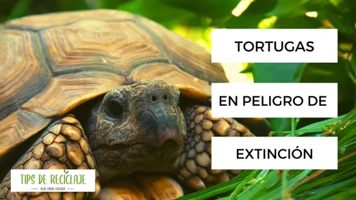 Las tortugas están en peligro de extinción.