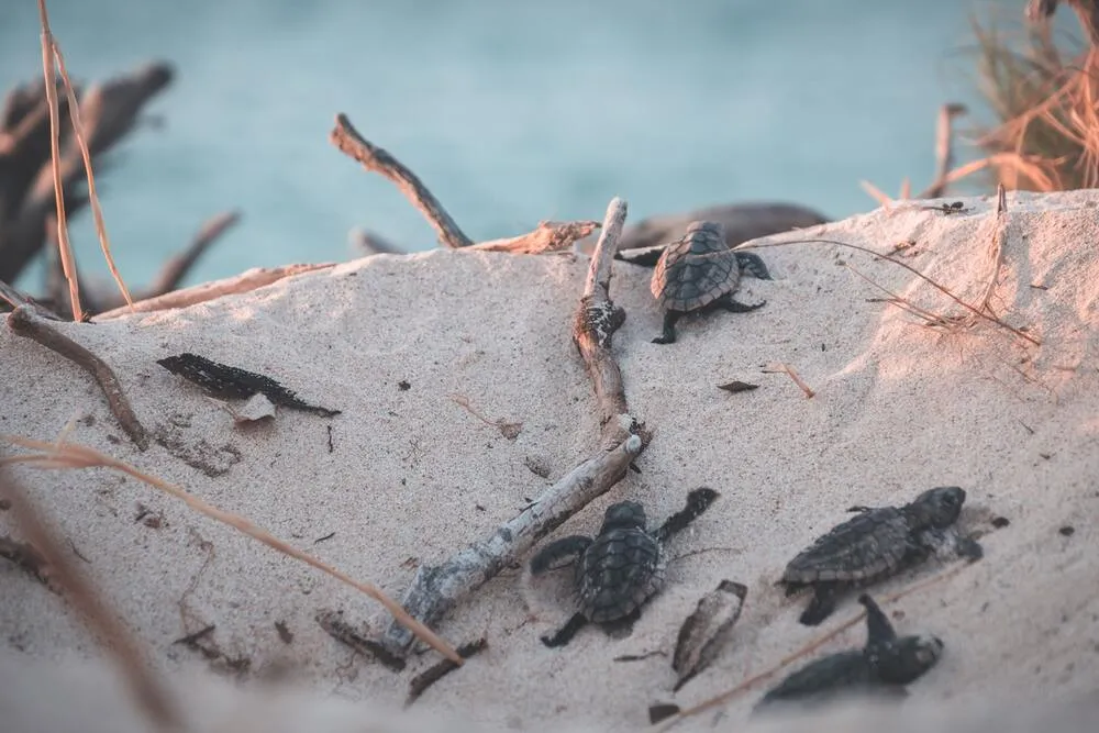 Cuida a las tortugas en peligro de extinción.