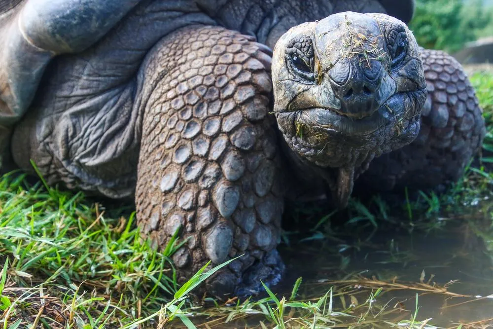 Cuida a las tortugas terrestres.