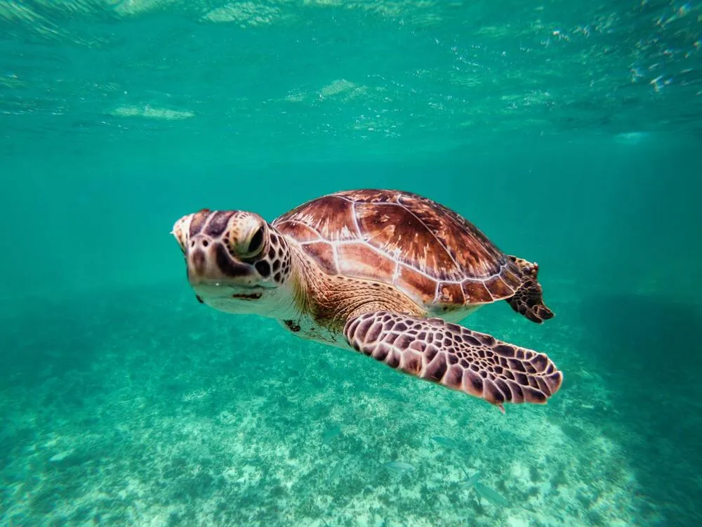 Cuida a las tortugas marinas.