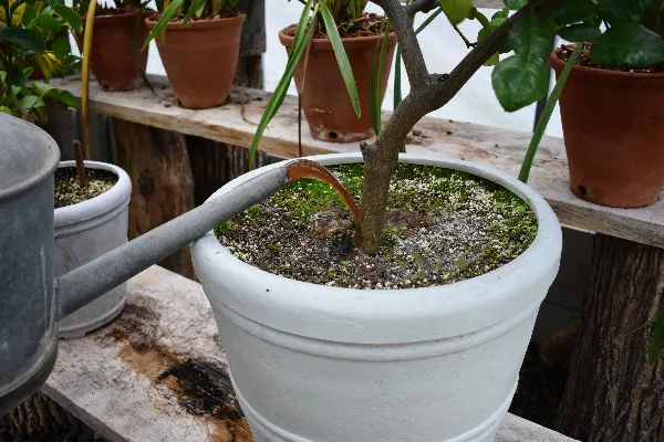 Riega tus plantas con el té de compost