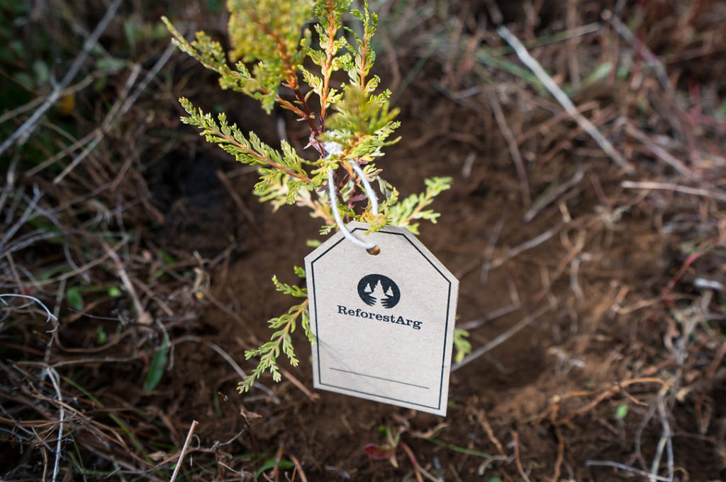Programa ReforestArg y la reforestación de la Patagonia argentina