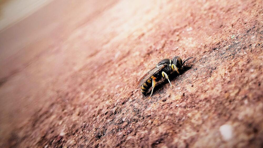 Las abejas autóctonas pueden desaparecer por la acción de enfermedades de abejas importadas.