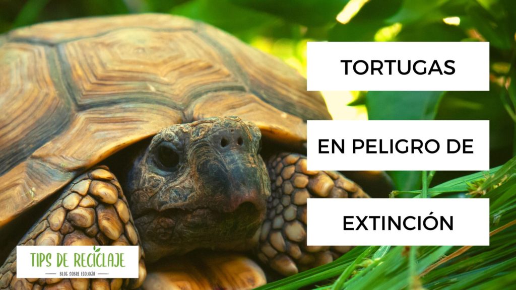 Las tortugas están en peligro de extinción.