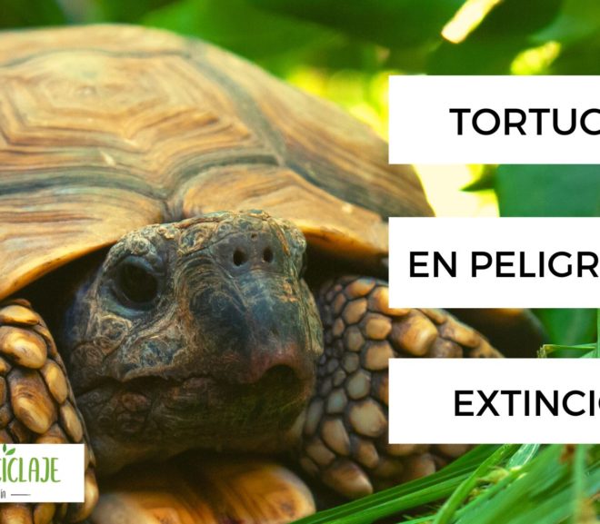 Tortugas en peligro de extinción, ¡ayudemos antes que sea tarde!